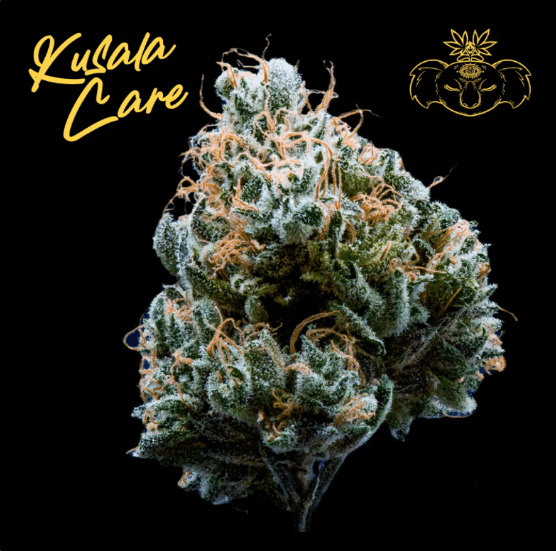 Electric Lime Colada 3.5g Organic Living Soil